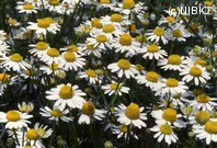 http://mpdb.nibiohn.go.jp/CONTENTS_ROOT/PLANT_PHOTO_DATA/PHOTO_FILE/thumbnail/984.jpg