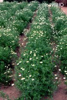 http://mpdb.nibiohn.go.jp/CONTENTS_ROOT/PLANT_PHOTO_DATA/PHOTO_FILE/thumbnail/985.jpg