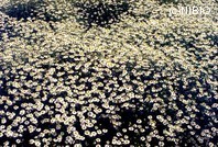 http://mpdb.nibiohn.go.jp/CONTENTS_ROOT/PLANT_PHOTO_DATA/PHOTO_FILE/thumbnail/986.jpg