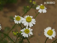 http://mpdb.nibiohn.go.jp/CONTENTS_ROOT/PLANT_PHOTO_DATA/PHOTO_FILE/thumbnail/989.jpg