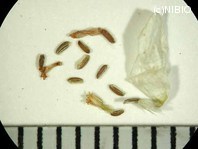 http://mpdb.nibiohn.go.jp/CONTENTS_ROOT/PLANT_PHOTO_DATA/PHOTO_FILE/thumbnail/992.jpg