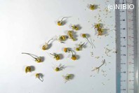 http://mpdb.nibiohn.go.jp/CONTENTS_ROOT/PLANT_PHOTO_DATA/PHOTO_FILE/thumbnail/993.jpg