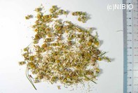 http://mpdb.nibiohn.go.jp/CONTENTS_ROOT/PLANT_PHOTO_DATA/PHOTO_FILE/thumbnail/994.jpg