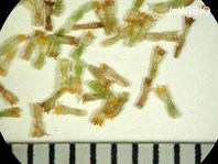 http://mpdb.nibiohn.go.jp/CONTENTS_ROOT/PLANT_PHOTO_DATA/PHOTO_FILE/thumbnail/995.jpg