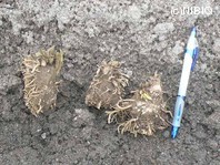 http://mpdb.nibiohn.go.jp/CONTENTS_ROOT/PLANT_PHOTO_DATA/PHOTO_FILE/thumbnail/153.jpg