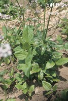 http://mpdb.nibiohn.go.jp/CONTENTS_ROOT/PLANT_PHOTO_DATA/PHOTO_FILE/thumbnail/154.jpg