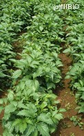 http://mpdb.nibiohn.go.jp/CONTENTS_ROOT/PLANT_PHOTO_DATA/PHOTO_FILE/thumbnail/155.jpg