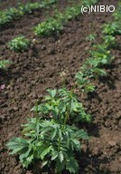 http://mpdb.nibiohn.go.jp/CONTENTS_ROOT/PLANT_PHOTO_DATA/PHOTO_FILE/thumbnail/156.jpg