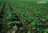http://mpdb.nibiohn.go.jp/CONTENTS_ROOT/PLANT_PHOTO_DATA/PHOTO_FILE/thumbnail/157.jpg