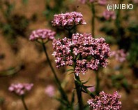 http://mpdb.nibiohn.go.jp/CONTENTS_ROOT/PLANT_PHOTO_DATA/PHOTO_FILE/thumbnail/158.jpg