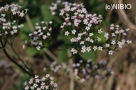 http://mpdb.nibiohn.go.jp/CONTENTS_ROOT/PLANT_PHOTO_DATA/PHOTO_FILE/thumbnail/160.jpg