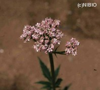 http://mpdb.nibiohn.go.jp/CONTENTS_ROOT/PLANT_PHOTO_DATA/PHOTO_FILE/thumbnail/161.jpg