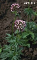 http://mpdb.nibiohn.go.jp/CONTENTS_ROOT/PLANT_PHOTO_DATA/PHOTO_FILE/thumbnail/162.jpg