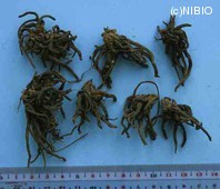 http://mpdb.nibiohn.go.jp/CONTENTS_ROOT/PLANT_PHOTO_DATA/PHOTO_FILE/thumbnail/163.jpg