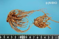 http://mpdb.nibiohn.go.jp/CONTENTS_ROOT/PLANT_PHOTO_DATA/PHOTO_FILE/thumbnail/164.jpg