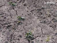 http://mpdb.nibiohn.go.jp/CONTENTS_ROOT/PLANT_PHOTO_DATA/PHOTO_FILE/thumbnail/166.jpg