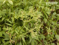 http://mpdb.nibiohn.go.jp/CONTENTS_ROOT/PLANT_PHOTO_DATA/PHOTO_FILE/thumbnail/167.jpg