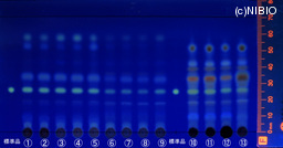 http://mpdb.nibiohn.go.jp/CONTENTS_ROOT/JP_IDENTIFICATION_PHOTO_DATA/JP_IDENTIFICATION_PHOTO_FILE/thumbnail/1327.jpg