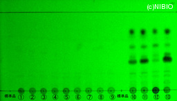http://mpdb.nibiohn.go.jp/CONTENTS_ROOT/JP_IDENTIFICATION_PHOTO_DATA/JP_IDENTIFICATION_PHOTO_FILE/thumbnail/1328.jpg