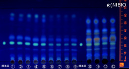 http://mpdb.nibiohn.go.jp/CONTENTS_ROOT/JP_IDENTIFICATION_PHOTO_DATA/JP_IDENTIFICATION_PHOTO_FILE/thumbnail/1329.jpg