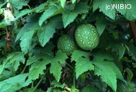 http://mpdb.nibiohn.go.jp/CONTENTS_ROOT/PLANT_PHOTO_DATA/PHOTO_FILE/thumbnail/168.jpg