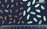 http://mpdb.nibiohn.go.jp/CONTENTS_ROOT/PLANT_PHOTO_DATA/PHOTO_FILE/thumbnail/169.jpg