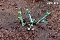 http://mpdb.nibiohn.go.jp/CONTENTS_ROOT/PLANT_PHOTO_DATA/PHOTO_FILE/thumbnail/170.jpg