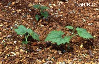 http://mpdb.nibiohn.go.jp/CONTENTS_ROOT/PLANT_PHOTO_DATA/PHOTO_FILE/thumbnail/171.jpg