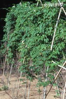 http://mpdb.nibiohn.go.jp/CONTENTS_ROOT/PLANT_PHOTO_DATA/PHOTO_FILE/thumbnail/172.jpg