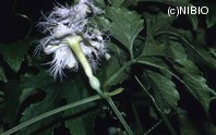 http://mpdb.nibiohn.go.jp/CONTENTS_ROOT/PLANT_PHOTO_DATA/PHOTO_FILE/thumbnail/173.jpg