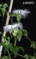 http://mpdb.nibiohn.go.jp/CONTENTS_ROOT/PLANT_PHOTO_DATA/PHOTO_FILE/thumbnail/174.jpg