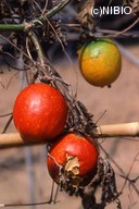http://mpdb.nibiohn.go.jp/CONTENTS_ROOT/PLANT_PHOTO_DATA/PHOTO_FILE/thumbnail/175.jpg