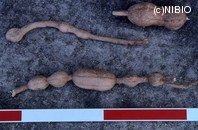 http://mpdb.nibiohn.go.jp/CONTENTS_ROOT/PLANT_PHOTO_DATA/PHOTO_FILE/thumbnail/176.jpg