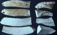 http://mpdb.nibiohn.go.jp/CONTENTS_ROOT/PLANT_PHOTO_DATA/PHOTO_FILE/thumbnail/177.jpg