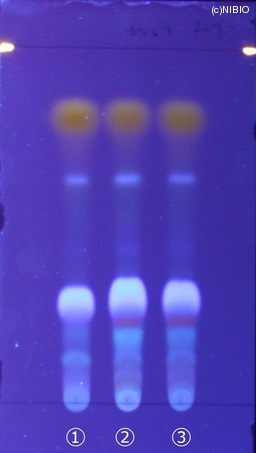 http://mpdb.nibiohn.go.jp/CONTENTS_ROOT/JP_IDENTIFICATION_PHOTO_DATA/JP_IDENTIFICATION_PHOTO_FILE/thumbnail/197.jpg