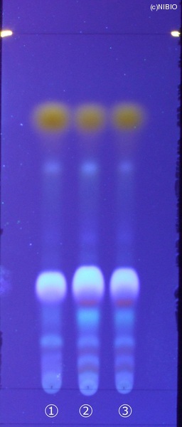http://mpdb.nibiohn.go.jp/CONTENTS_ROOT/JP_IDENTIFICATION_PHOTO_DATA/JP_IDENTIFICATION_PHOTO_FILE/thumbnail/198.jpg