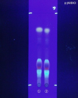 http://mpdb.nibiohn.go.jp/CONTENTS_ROOT/JP_IDENTIFICATION_PHOTO_DATA/JP_IDENTIFICATION_PHOTO_FILE/thumbnail/200.jpg