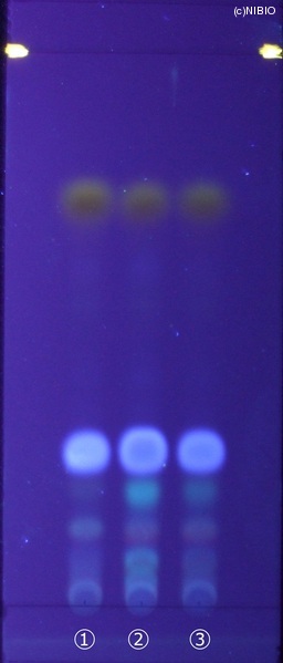 http://mpdb.nibiohn.go.jp/CONTENTS_ROOT/JP_IDENTIFICATION_PHOTO_DATA/JP_IDENTIFICATION_PHOTO_FILE/thumbnail/202.jpg