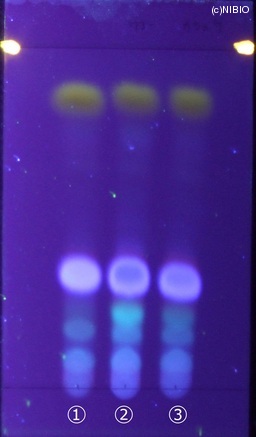 http://mpdb.nibiohn.go.jp/CONTENTS_ROOT/JP_IDENTIFICATION_PHOTO_DATA/JP_IDENTIFICATION_PHOTO_FILE/thumbnail/203.jpg
