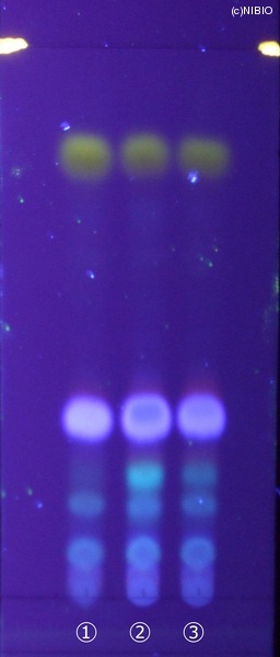 http://mpdb.nibiohn.go.jp/CONTENTS_ROOT/JP_IDENTIFICATION_PHOTO_DATA/JP_IDENTIFICATION_PHOTO_FILE/thumbnail/204.jpg