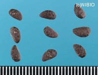 http://mpdb.nibiohn.go.jp/CONTENTS_ROOT/PLANT_PHOTO_DATA/PHOTO_FILE/thumbnail/82.jpg