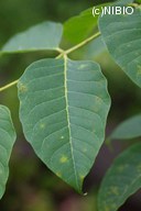 http://mpdb.nibiohn.go.jp/CONTENTS_ROOT/PLANT_PHOTO_DATA/PHOTO_FILE/thumbnail/83.jpg