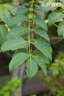http://mpdb.nibiohn.go.jp/CONTENTS_ROOT/PLANT_PHOTO_DATA/PHOTO_FILE/thumbnail/84.jpg