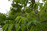 http://mpdb.nibiohn.go.jp/CONTENTS_ROOT/PLANT_PHOTO_DATA/PHOTO_FILE/thumbnail/86.jpg
