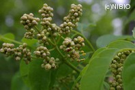 http://mpdb.nibiohn.go.jp/CONTENTS_ROOT/PLANT_PHOTO_DATA/PHOTO_FILE/thumbnail/87.jpg