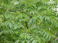 http://mpdb.nibiohn.go.jp/CONTENTS_ROOT/PLANT_PHOTO_DATA/PHOTO_FILE/thumbnail/88.jpg