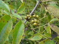 http://mpdb.nibiohn.go.jp/CONTENTS_ROOT/PLANT_PHOTO_DATA/PHOTO_FILE/thumbnail/89.jpg