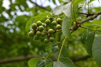 http://mpdb.nibiohn.go.jp/CONTENTS_ROOT/PLANT_PHOTO_DATA/PHOTO_FILE/thumbnail/90.jpg