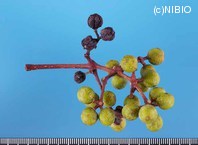 http://mpdb.nibiohn.go.jp/CONTENTS_ROOT/PLANT_PHOTO_DATA/PHOTO_FILE/thumbnail/91.jpg