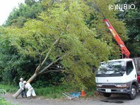 http://mpdb.nibiohn.go.jp/CONTENTS_ROOT/PLANT_PHOTO_DATA/PHOTO_FILE/thumbnail/97.jpg